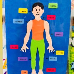CUERPO HUMANO NIÑO GOMA EVA