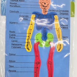 CUERPO HUMANO GOMA EVA