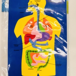 CUERPO HUMANO ORGANOS GOMA EVA